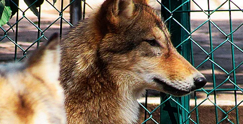 Va zoológico de Morelia por la conservación y preservación del lobo mexicano