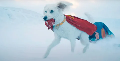 Las adopciones de schnauzers y lomitos rescatados van en aumento