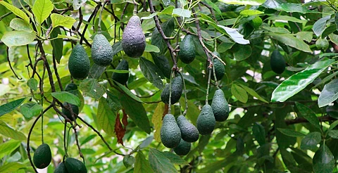 Más de 8 mil huertas en Michoacán, sin certificación para exportar aguacate: SECMA