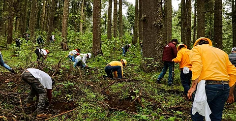 ¡Súmate! Habrá este sábado jornada de reforestación en la Loma de Santa María, Morelia