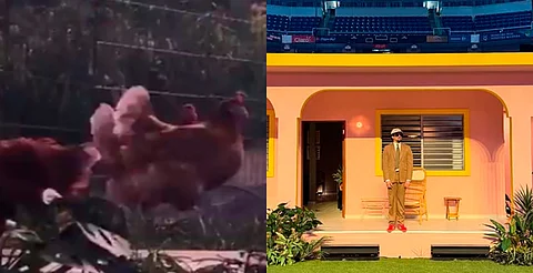 Gallinas en el escenario: Bad Bunny enciende crítica de PETA
