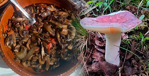 Fungi Fest llega a Morelia en agosto