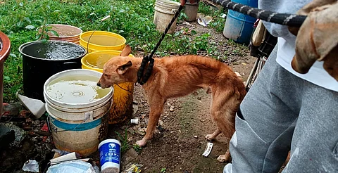 FGE rescata a perro en abandono y halla otro sin vida en domicilio de Zitácuaro
