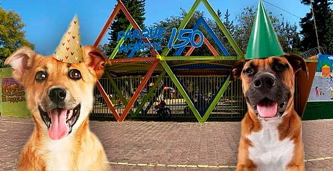 ¡Galletitas, vacunas y diversión! Así será el Festival Perruno en Morelia