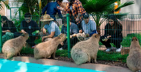 Escápate al zoo de Morelia y vive un verano inolvidable; conoce su horario de temporada