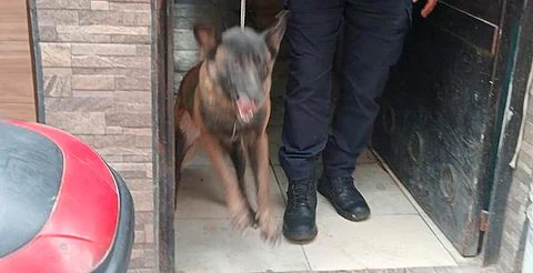 Asegura FGE perros Pastor Belga que presuntamente atacaron a abuelita
