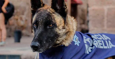 Policía de Morelia cuenta con nueve perros adoptados en su Unidad Canina