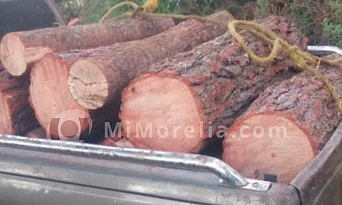 Detienen a hombre relacionado en delitos contra el ambiente, en Morelia