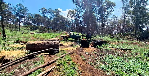 Aseguran predio con más de 34 mil m³ afectados por tala ilegal en Uruapan