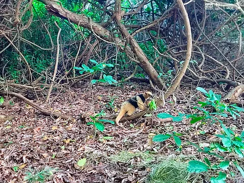 Liberan a tamandúa mexicana tras resguardo en Zoológico de Morelia y Profepa