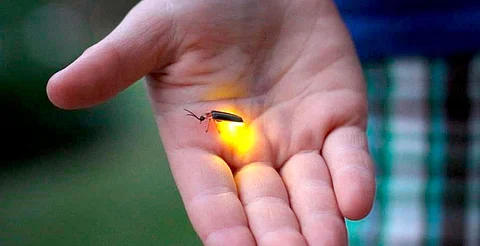 México alberga más de 200 especies de luciérnagas, muchas de ellas aún sin estudiar completamente