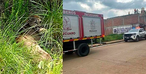Reportan presunto avistamiento de puma, merodeando por Pátzcuaro
