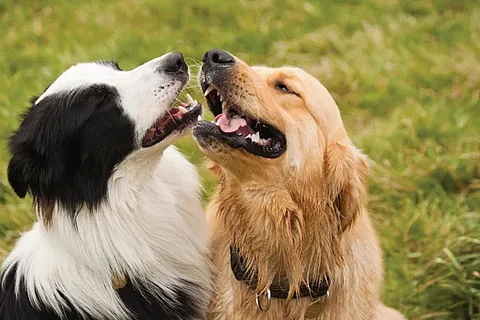 Feria de adopción y bazar solidario en Morelia en el marco del mes del perrito