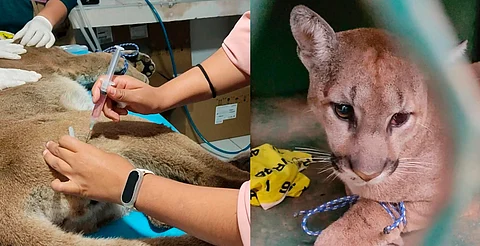 Puma es operado de emergencia en el Zoo de Morelia; próximas horas son clave para su vida