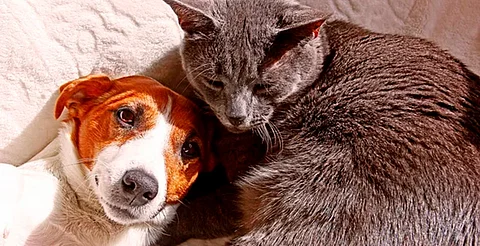 ¡Súmate! Jornada por el bienestar animal llegará a Morelia y otros municipios