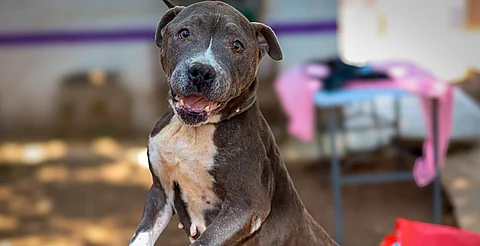Este domingo, camina con tu lomito o adopta uno en el Bosque Cuauhtémoc