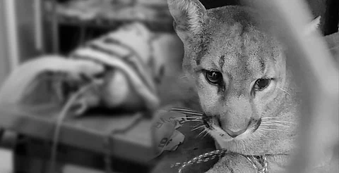Fallece puma rescatado en Pátzcuaro pese a cirugía de emergencia