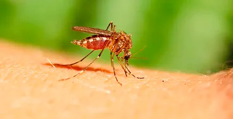 Los mosquitos son responsables de más de 700 mil muertes al año, según la OMS