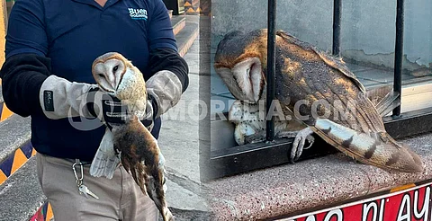 Lechuza bruja se estrella y queda atrapada en pleno centro de Zamora