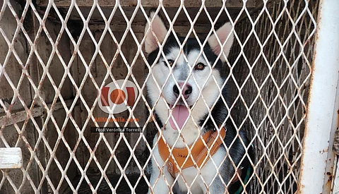 ¡ADOPTA! Y tendrás muchos años de amor incondicional