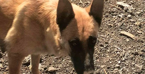 Hacinamiento, principal causa de maltrato animal en Morelia: IMPA