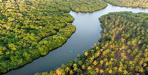 Manglares de Michoacán, más de 4 mil hectáreas de tesoro natural bajo protección: Secma
