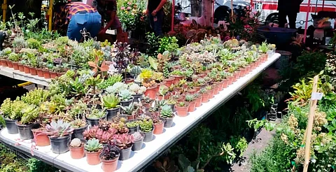 Plantas, trueque y entrada libre: Festival de la Planta vuelve a Morelia