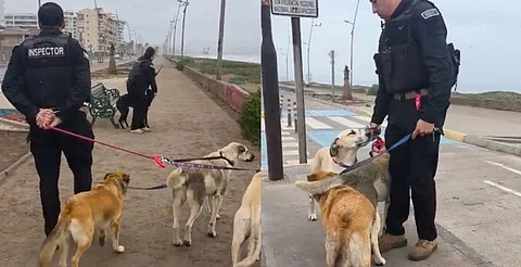 Evacúan a perritos callejeros tras alerta de tsunami en Chile