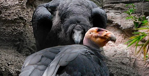 Crías de cóndor nacidas en Chapultepec serán liberadas en Baja California