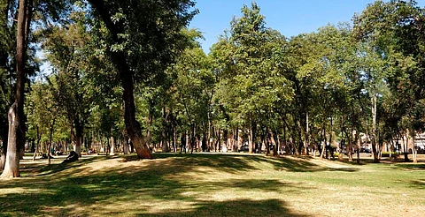 Reforestarán Morelia con 25 mil árboles en la mancha urbana