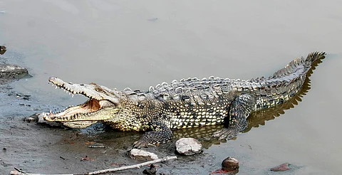 Detectan cocodrilos “no nativos” en el municipio de Lázaro Cárdenas