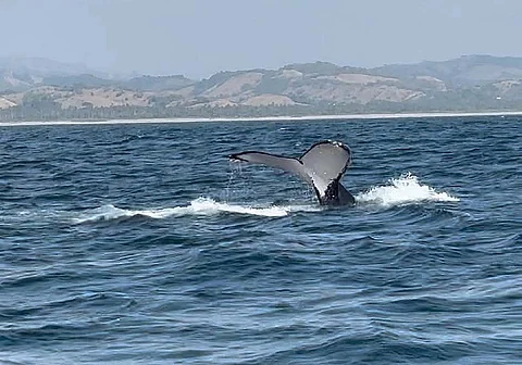 Avistamiento de ballenas en Michoacán será bajo norma oficial de Semarnat: Bedolla