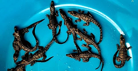 Ciudadanos y autoridades salvan a 15 cocodrilos en Michoacán