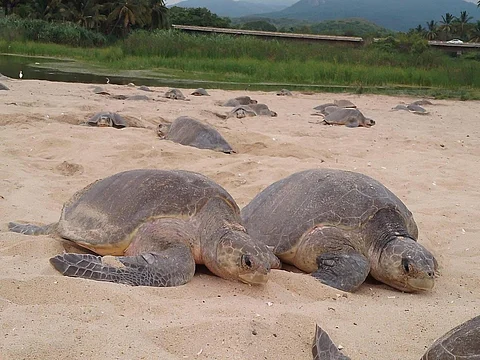 Un espectáculo natural: tortugas marinas inician arribazones masivas a Costa Michoacana
