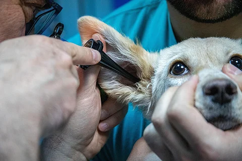 UMSNH lanza convocatoria para primera Especialidad en Derecho Animal en América Latina