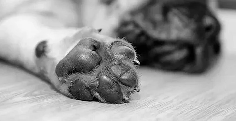 FGE investiga tres casos de abandono, violencia y abuso sexual de perritos en Morelia