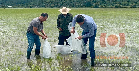 Morelia fortalece producción acuícola con siembra de 100 mil crías de tilapia