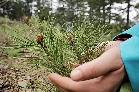 'Reforestanding': planta un árbol y deja huella en el bosque moreliano este 17 de agosto
