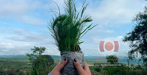 Prevén plantar más de 68 mil ejemplares en campaña de reforestación en Morelia