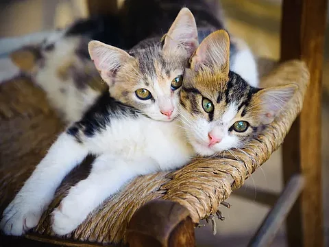 Michoacán con más de 700 mil gatos, revela encuesta del INEGI