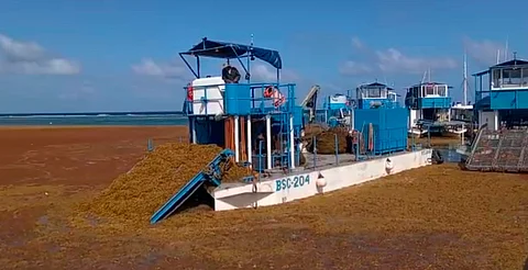 ¡Ya no más plaga! Sargazo del Caribe es reconocido como recurso pesquero