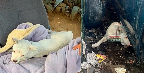 Hallan perrito maltratado por policía en Morelia; lo reportan delicado de salud
