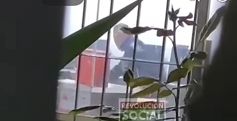 Policía Auxiliar investiga caso de maltrato animal cometido presuntamente por uno de sus elementos