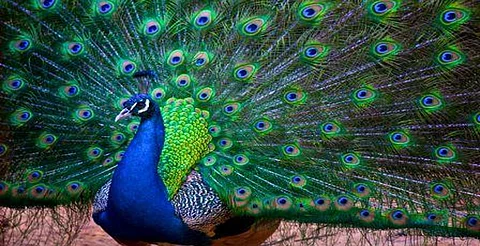 Ciencia revela: el pavo real esconde un láser en su plumaje