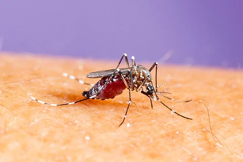 SSA reporta tres defunciones por dengue en Michoacán en lo que va de 2025