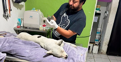 Policía Auxiliar asume gastos de recuperación de perrito maltratado en Morelia