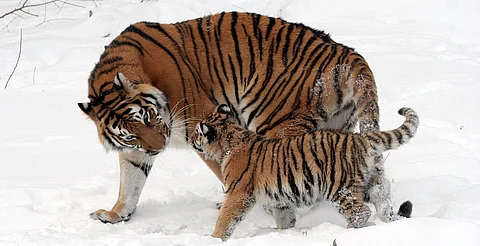 Sacrifican a tres cachorros de tigre siberiano en Leipzig por rechazo materno