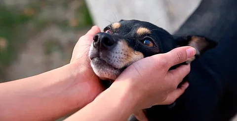 Dale un hogar a quien más lo necesita: Feria de Adopción en Morelia, este sábado