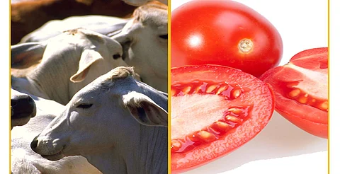 Tomate y ganado en la mesa: México y EU negocian exportaciones
