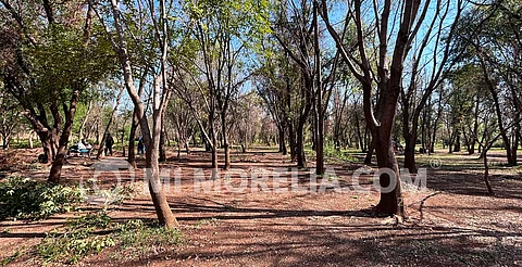 Avanza proyecto de rehabilitación del Arboretum; cercado, senderos e iluminación, en primera fase